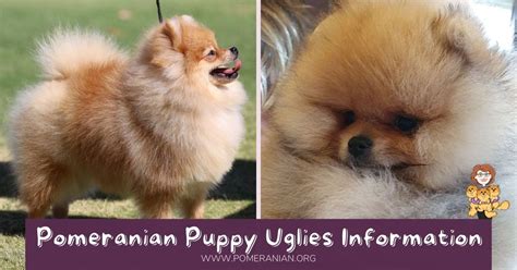 pomeranian ugly|How to Make My Pomeranian's Hair Fluffy .